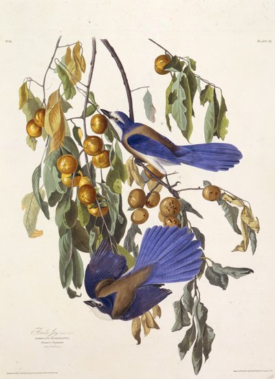 फ्लोरिडा स्क्रब जय। द बर्ड्स ऑफ अमेरिका, 1827-1838 से। द्वारा जॉन जेम्स ऑडबोन