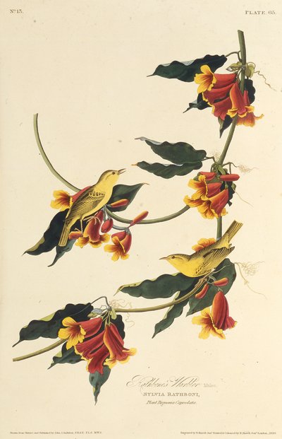 द राथबोन वार्बलर। द बर्ड्स ऑफ अमेरिका, 1827-1838 से। द्वारा जॉन जेम्स ऑडबोन