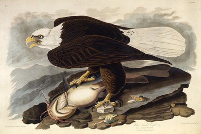 चहा पक्षी। द बर्ड्स ऑफ अमेरिका से, 1827-1838 तक। द्वारा जॉन जेम्स ऑडबोन