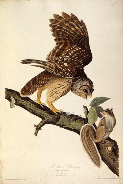 वर्जित उल्लू। द बर्ड्स ऑफ अमेरिका, 1827-1838 से। द्वारा जॉन जेम्स ऑडबोन