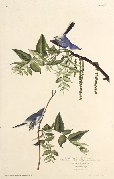 नीला-ग्रे ग्नैचैचर। द बर्ड्स ऑफ अमेरिका, 1827-1838 से। द्वारा जॉन जेम्स ऑडबोन