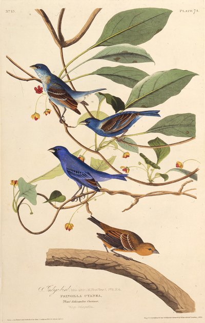 अजीर्ण। द बर्ड्स ऑफ अमेरिका, 1827-1838 से। द्वारा जॉन जेम्स ऑडबोन