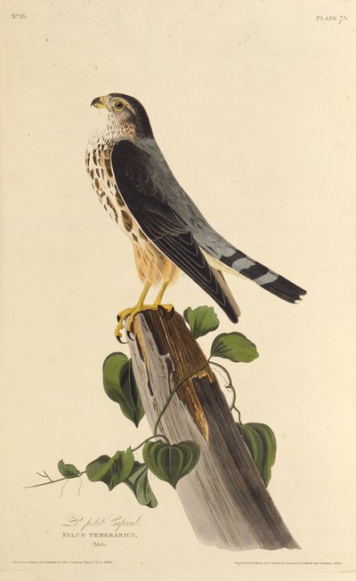 मर्लिन। द बर्ड्स ऑफ अमेरिका, 1827-1838 से। द्वारा जॉन जेम्स ऑडबोन