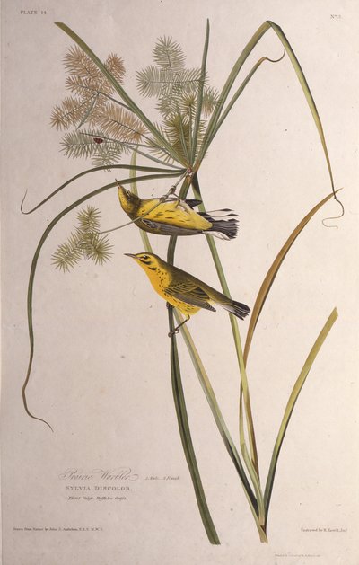 प्रेयरी योद्धा। द बर्ड्स ऑफ अमेरिका, 1827-1838 से। द्वारा जॉन जेम्स ऑडबोन