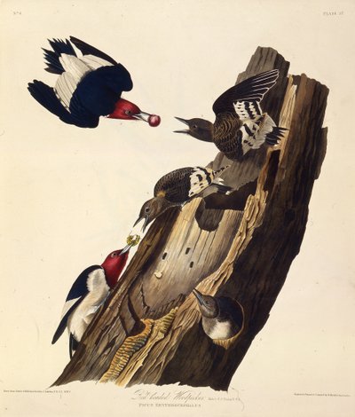 लाल सिर वाला कठफोड़वा। द बर्ड्स ऑफ अमेरिका, 1827-1838 से। द्वारा जॉन जेम्स ऑडबोन