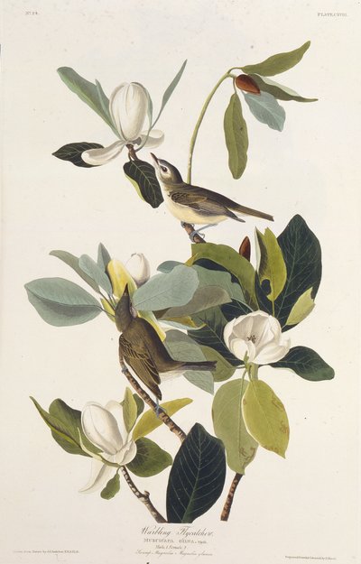वारब्लिंग फ्लाईकैचर। द बर्ड्स ऑफ अमेरिका, 1827-1838 से। द्वारा जॉन जेम्स ऑडबोन