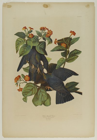 व्हाइट-हेड पीजन, जूलियन बीन द्वारा मुद्रित और रो लॉकवुड एंड सन, 1861 (क्रोमोलोग्राफ) द्वारा प्रकाशित द्वारा जॉन जेम्स ऑडबोन
