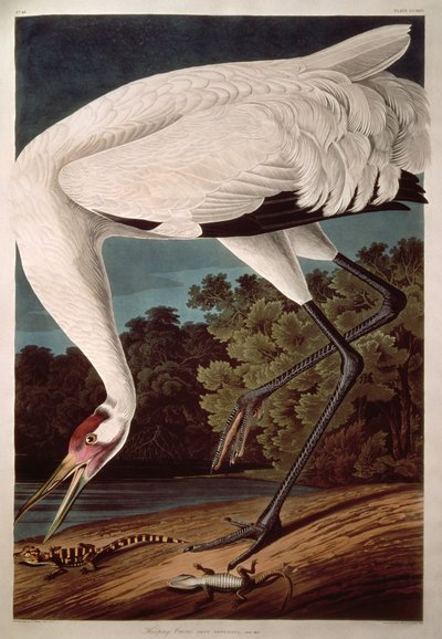 व्होपिंग क्रेन, &39;बर्ड्स ऑफ अमेरिका&39; से द्वारा John James Audubon