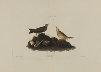 ब्राउन लार्क, अमेरिका के पक्षी, रॉबर्ट हैवेल (1793-1878) द्वारा उत्कीर्ण द्वारा Audubon के बाद जॉन जेम्स