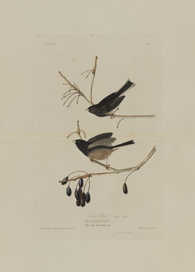 स्नो बर्ड, अमेरिका के पक्षी, रॉबर्ट हैवेल (1793-1878) द्वारा उत्कीर्ण द्वारा Audubon के बाद जॉन जेम्स