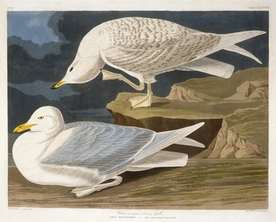 व्हाइट-विंग्ड सिलवरी गॉल, रॉबर्ट हैवेल, जूनियर (1793-1878), 1835 (हाथ से उकेरा हुआ उत्कीर्णन) द्वारा उकेरा गया द्वारा Audubon के बाद जॉन जेम्स