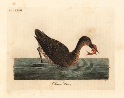 जलकाग एशिया में मछली पकड़ने के लिए इस्तेमाल किया, शायद एक महान जलकाग, Phalacrocorax कार्बो, या जापानी जलकाग, Phalacrocorax capillatus। (चीनी गोताखोर, Colymbus sinensis।) जॉन लैथम द्वारा अपने स्वयं के ए जनरल हिस्टो से तैयार और उकेरा गया हाथ से रंगा हुआ ताम् द्वारा जॉन लैथम