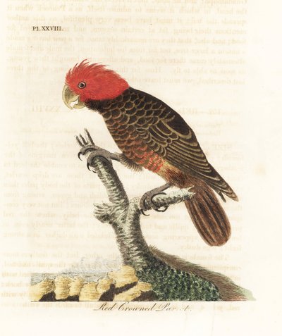 गैंग-गैंग कॉकटू, कैलोसेफेलॉन फ़िम्ब्रिएटम (लाल-मुकुट वाला तोता, Psittacus galeatus)। हाथ से रंगी ताम्रपत्र को जॉन लैथम ने अपने ए जनरल हिस्ट्री ऑफ़ बर्ड्स, विनचेस्टर से खींचा और उकेरा द्वारा जॉन लैथम