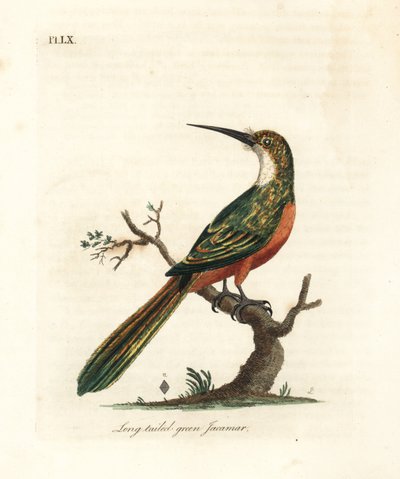 ग्रीन-टेल्ड जैकमार, गलबुला गलबुला (लंबी पूंछ वाला हरा जैकमर, गलबुला विरिडिस)। हाथ से रंगी ताम्रपत्र को जॉन लैथम ने अपने ए जनरल हिस्ट्री ऑफ़ बर्ड्स, विनचेस्टर से खींचा और उकेरा द्वारा जॉन लैथम