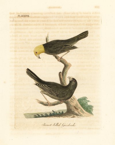 या, Psittirostra psittacea, नर (शीर्ष) और मादा। गंभीर रूप से संकटग्रस्त, संभवतः विलुप्त। (पैरट-बिल्ड ग्रोसबीक, लॉक्सिया सिटासिया)। हाथ से रंगी ताम्रपत्र को जॉन लैथम ने अपने ए जनरल हिस्ट्री ऑफ़ बर्ड्स, विनचेस्टर से खींचा और उकेरा द्वारा जॉन लैथम