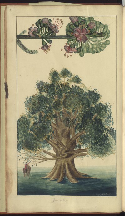&39;जमैका के हाथी&39; का एक पृष्ठ द्वारा जॉन लिंडसे