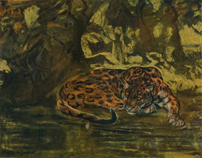 जगुआर के लिए, c1900 द्वारा जॉन मैकलन स्वान