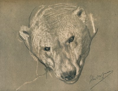 एक ध्रुवीय भालू सिर का अध्ययन, c1901 द्वारा जॉन मैकलन स्वान