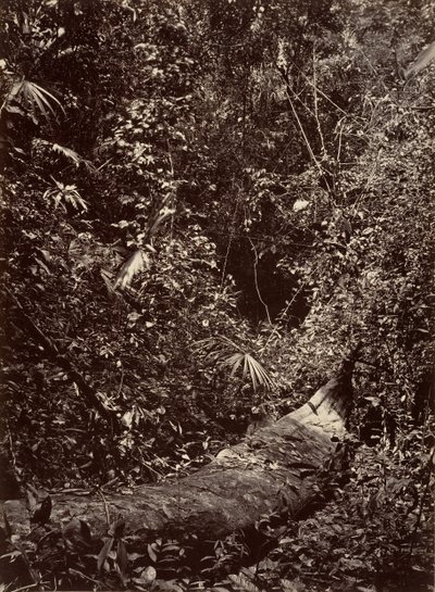 उष्णकटिबंधीय दृश्य, उष्णकटिबंधीय वन, 1871। द्वारा जॉन मोरानी