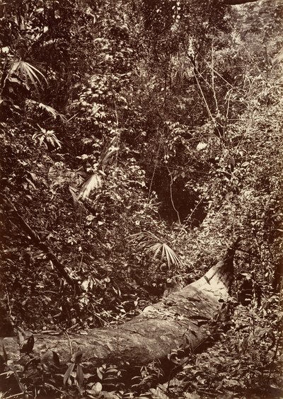 उष्णकटिबंधीय दृश्य, उष्णकटिबंधीय वन, 1871। द्वारा जॉन मोरानी