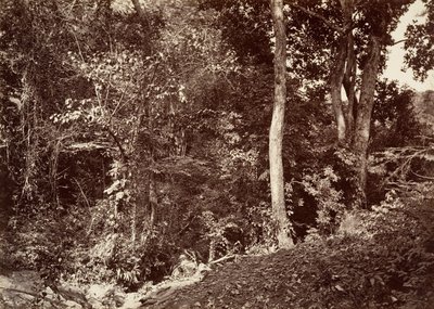 उष्णकटिबंधीय दृश्य, चिपिगाना के पास का दृश्य, 1871। द्वारा जॉन मोरानी