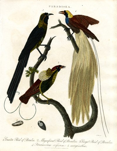  द्वारा जॉन पास