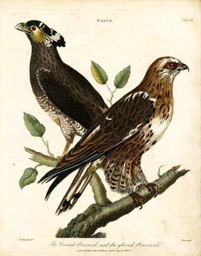  द्वारा जॉन पास