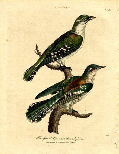  द्वारा जॉन पास