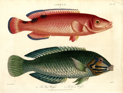  द्वारा जॉन पास