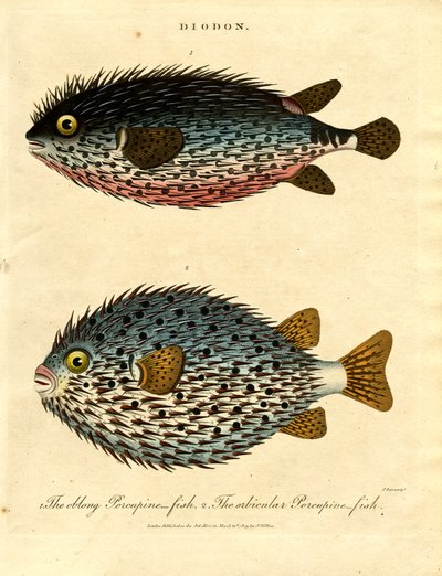  द्वारा जॉन पास