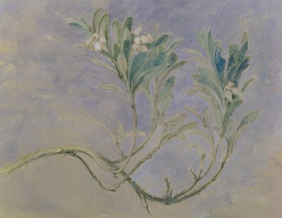एक Myrtle ट्री की टहनी का अध्ययन, c.1877 (कलम और भूरे रंग की स्याही और कागज पर सफेद के साथ ऊँची पेंसिल) द्वारा जॉन रस्किन