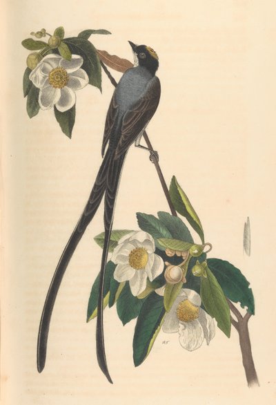 फोर्क-टेल्ड फ्लाईकैचर, गोर्डोनिया लेसिएंथस, 1840-44। द्वारा जॉन टी। बोवेन