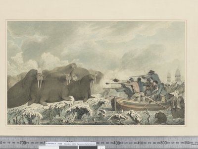 F.32 समुद्री घोड़े, c.1773-84 (जल रंग) द्वारा जॉन वेबर