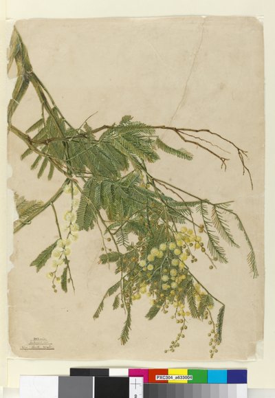 बबूल, 1805 (डब्ल्यूसी, कलम, स्याही और पेंसिल) द्वारा John William Lewin