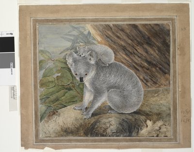 कोअला एंड यंग, 1803, JW लेविन, 1803 (wc & gouache) द्वारा जॉन विलियम लेविन