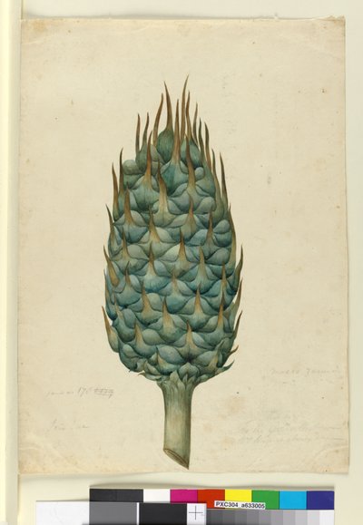 मैक्रोज़ैमिया, c.1803-06 (wc, pen, ink and pencil) द्वारा जॉन विलियम लेविन