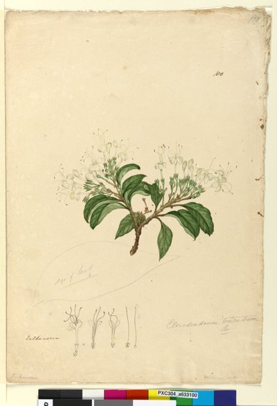 पृष्ठ 100. क्लेरोडेन्ड्रिम टोमेनटोसम, c.1803-06 (wc, pen, ink and pencil) द्वारा जॉन विलियम लेविन