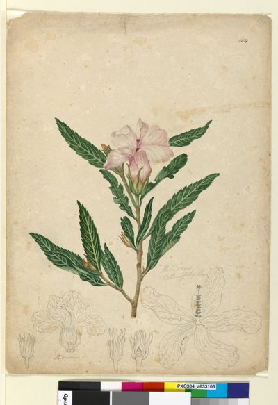 पृष्ठ 104. हिबिस्कस हेटरोफिलस, c.1803-06 (डब्ल्यूसी, कलम, स्याही और पेंसिल) द्वारा जॉन विलियम लेविन