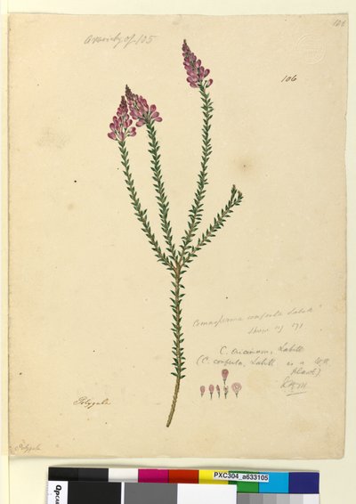 पृष्ठ 106. कोम्सेपर्मा एरिकिनम, c.1803-06 (wc, pen, ink and pencil) द्वारा जॉन विलियम लेविन