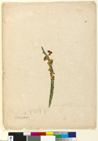 पृष्ठ 114. बोसियाए स्कोलोपेंड्रिया, सी .1803-06 (डब्ल्यूसी, पेन, स्याही और पेंसिल) द्वारा जॉन विलियम लेविन