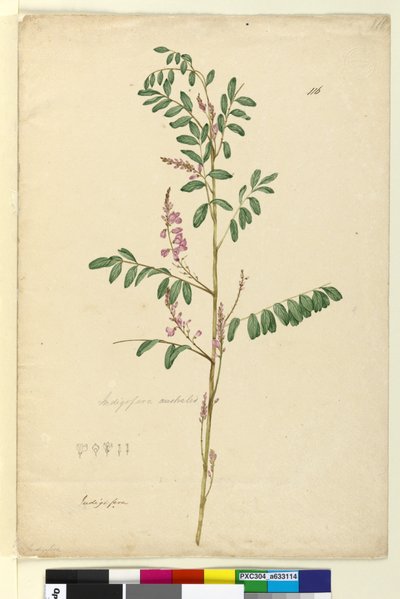पृष्ठ 116. Indigofera ऑस्ट्रेलिया, c.1803-06 (wc, pen, स्याही और पेंसिल) द्वारा जॉन विलियम लेविन