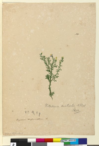 पृष्ठ 122. विताडिनिया ऑस्ट्रेलिया, c.1803-06 (wc, pen, स्याही और पेंसिल) द्वारा जॉन विलियम लेविन