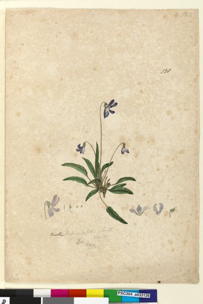 पृष्ठ 128. वियोला बेटोनिकिफ़ोलिया, c.1803-06 (wc, pen, ink and pencil) द्वारा जॉन विलियम लेविन
