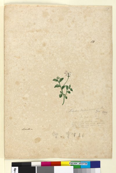पृष्ठ 131. लोबेलिआ पुरपुरस्केंस, c.1803-06 (डब्ल्यूसी, पेन, स्याही और पेंसिल) द्वारा जॉन विलियम लेविन