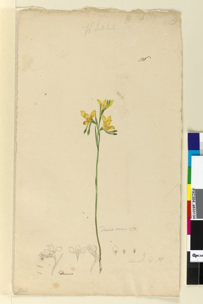 पृष्ठ 136. ड्यूरिस औरिया, c.1803-06 (डब्ल्यूसी, पेन, स्याही और पेंसिल) द्वारा जॉन विलियम लेविन