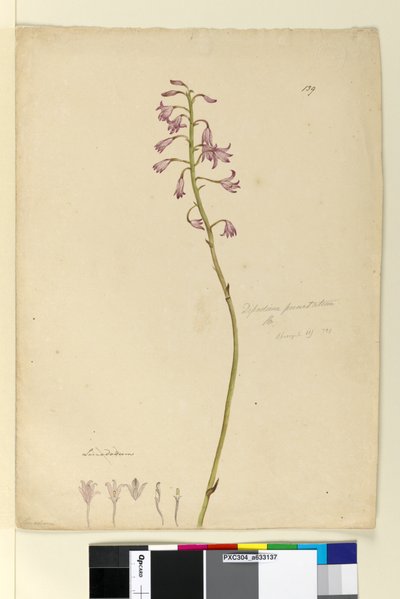 पृष्ठ 139. डिपोडियम पंचतत्वम, c.1803-06 (wc, pen, ink and pencil) द्वारा जॉन विलियम लेविन