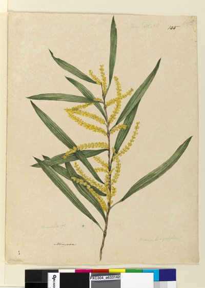 पृष्ठ 145. बबूल लोंगिफोलिया, c.1803-06 (wc, pen, स्याही और पेंसिल) द्वारा जॉन विलियम लेविन