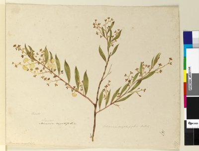 पृष्ठ 147. बबूल myrtifolia, c.1803-06 (wc, pen, स्याही और पेंसिल) द्वारा जॉन विलियम लेविन