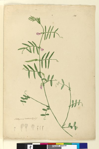 पृष्ठ 150. लेथिरस, c.1803-06 (डब्ल्यूसी, कलम, स्याही और पेंसिल) द्वारा John William Lewin
