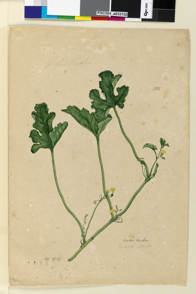 पृष्ठ 155. वाटर मेलन, c.1803-06 (wc, पेन, स्याही और पेंसिल) द्वारा जॉन विलियम लेविन